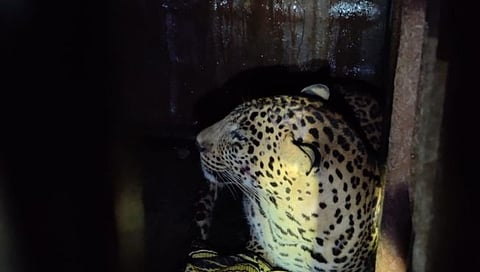 पेठ तालुक्यातील हरणगाव येथे युवकाला ठार मारणारा बिबट्या जेरबंद