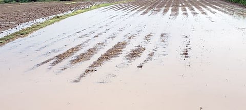 Pune News : जिरायती भागात रब्बी हंगामाला उपयुक्त पाऊस