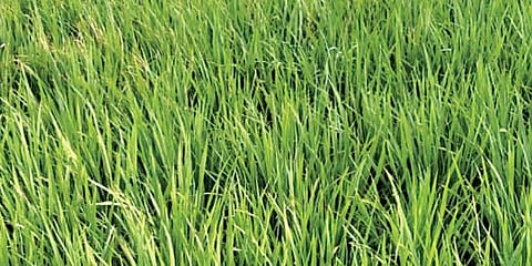 भातपिकास लगडल्या ओंब्या ; पावसाच्या ओढीने शेतकरी चिंतेत