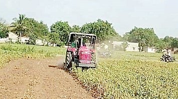 श्रीरामपूर : पावसाअभावी सोयाबीन पिकाने दिला धोका