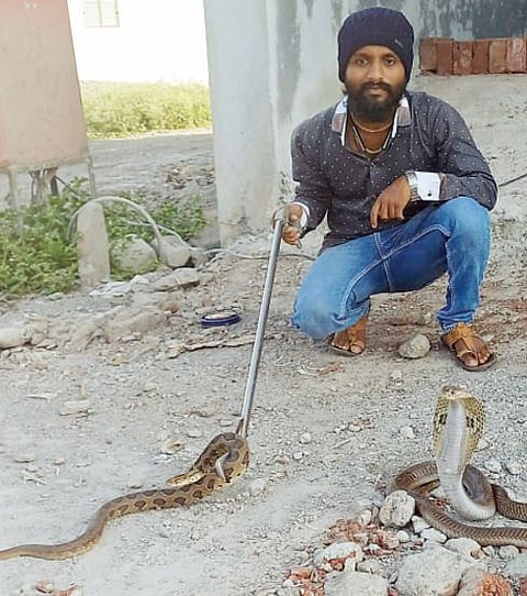 कोरगाव भीमा : एकाच ठिकाणी आढळले दोन वेग-वेगळ्या जातीचे अतिविषारी साप