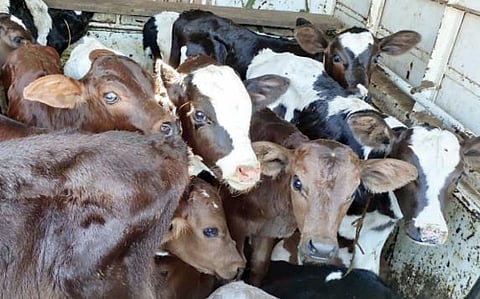 सुपा : कत्तलीसाठी चालविलेल्या 59 जनावरांची सुटका