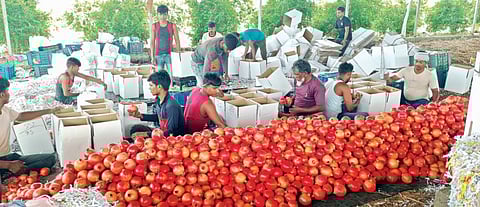 कौतुकास्पद ! पदवीधर युवकाने खडकाळ माळरानावर फुलविली डाळिंब बाग