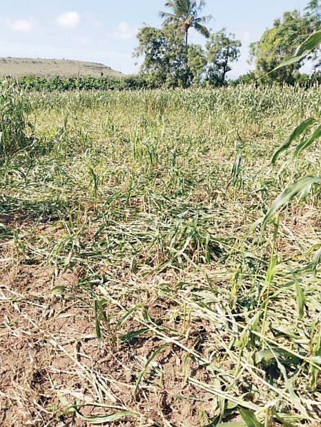 शेतकर्यांसाठी दुष्काळात तेरावा महिना ; रानडुकरांचा धुमाकूळ