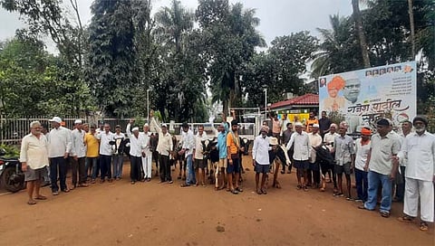 Gokul Milk: ‘गोकुळ’च्या तावरेवाडी चिलिंग सेंटरवर शेतकऱ्यांची जनावरांसह धडक