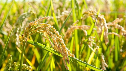 Rice | कोकणात भाताचे उत्पादन घटणार; रुसलेल्या पावसाचा परिणाम