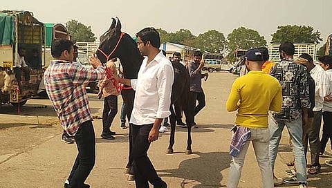 नाशिक: येवला येथील घोडेबाजारात अश्वप्रेमींची गर्दी