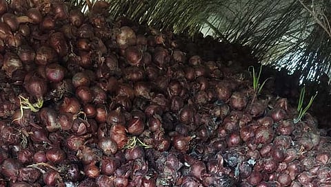 नाशिक: चाळीतील कांद्यावर अज्ञाताने युरिया टाकल्याने मोठे नुकसान