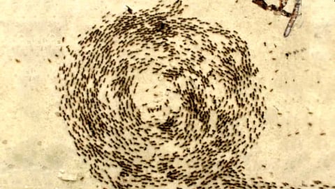 Ant Death Spiral