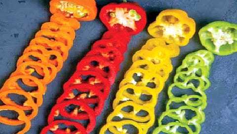 विविधरंगी सिमला मिरचींचे गुणही वेगवेगळे!