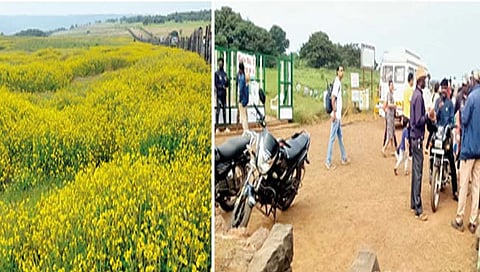 सातारा : कास पठारावर आता मिकी माऊसचा बहर