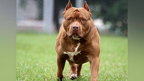 Pit Bull Dog : विविध ४१ देशांत बंदी असलेला ‘पिटबुल’ सोलापुरात
