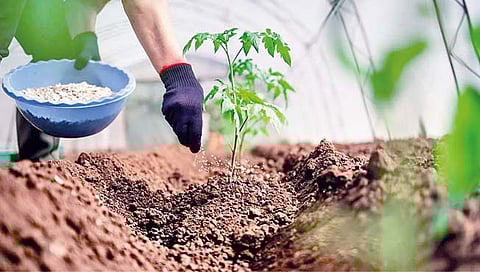 Fertilisers : शेतकर्यांना केंद्राची दिवाळी भेट; खतांच्या किमती ‘जैसे थे’ राहणार