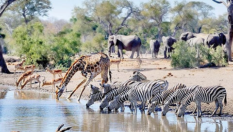 वन्यप्राण्यांना सिंहाच्या गर्जनेपेक्षाही माणसाच्या आवाजाचीच भीती!
