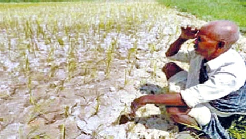 Nashik Drought : केंद्रीय पथकाची आजपासून दुष्काळ पाहणी, ‘या’ तीन तालुक्यांत जाणार