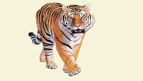 वाघांची डरकाळी