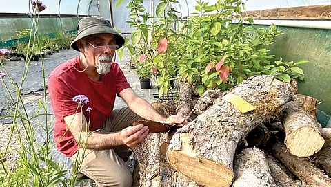 वादळात कोसळलेल्या झाडापासून बनवली शाई