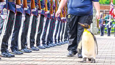 ‘या’ देशात पेंग्विन बनला मेजर जनरल!