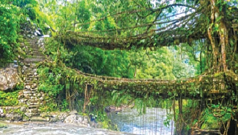 मेघालयात आहेत ‘जिवंत’ पूल!