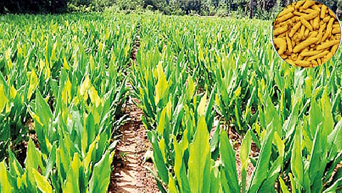 Turmeric : हळदीच्या माध्यमातून कोकणात आता आर्थिक क्रांती