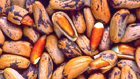 ‘हा’ महागडा सुका मेवा असतो आरोग्यासाठी लाभदायक