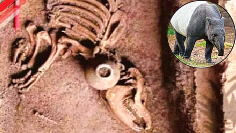 चीनमध्ये एकेकाळी वावरत होते आखूड सोंडेचे टापीर