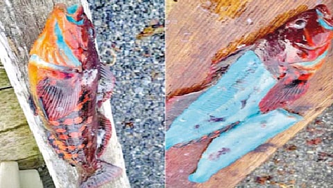 असाही अद्भुत मासा, पकडताना निळा, शिजवल्यानंतर सफेद!