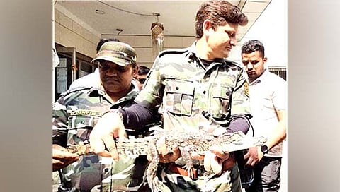 Mumbai News : शिवाजी पार्कच्या स्विमिंग पूलमध्ये चक्क मगरीचे पिल्लू !