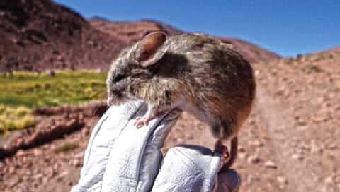 मंगळावरही जिवंत राहू शकतात उंदीर!