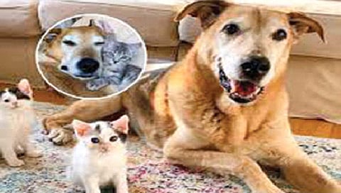 मृत्युमुखातून आलेल्या कुत्र्याने 150 मांजरांचा केला सांभाळ!