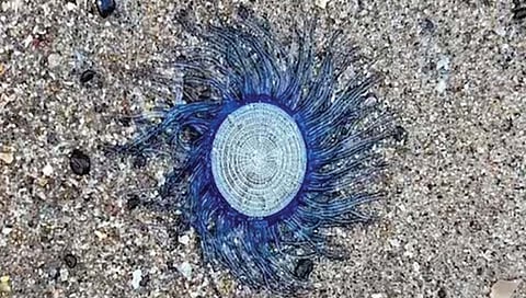 ऑस्ट्रेलियात आढळला रहस्यमय जीव!