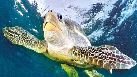 ऑलिव्ह रिडले कासवांचा 5,000 कि.मी.चा अद्भुतरम्य प्रवास