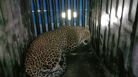 Pune Leopard News : आळे येथे दुसरा बिबट्या जेरबंद, मात्र गावात अजूनही बिबट्याची दहशत