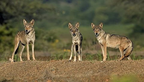 छायाचित्रात परिसरात दिसणारे कोल्हे.