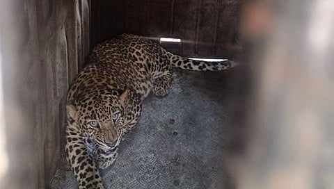 Nashik Leopard : नायगाव खोऱ्यात उच्छाद मांडलेला बिबट्या जेरबंद