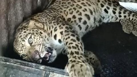 Nashik Leopard News : तिसऱ्या दिवशी बछड्यांपाठोपाठ मादी बिबट्या पिंजऱ्यात