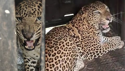 Nashik Leopard : त्र्यंबकेश्वर शहरात बिबट्या पिंजऱ्यात जेरबंद