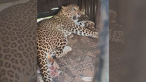 Nashik Leopard News : नानेगावला पहाटे बिबट्या जेरबंद