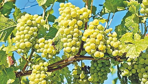 Nashik News : द्राक्ष उत्पादक शेतकऱ्याची ९ लाखांची फसवणूक