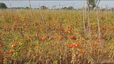 Nashik News : दराअभावी हजारो एकरांवरील टोमॅटो पीक शेतातच सोडण्याची वेळ