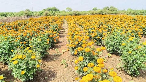 दसऱ्याला झेंडू खाणार भाव, उत्पादन घटले