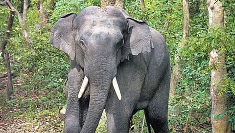 Elephant