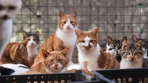 कत्तलखान्याकडे नेल्या जात असलेल्या १ हजार मांजरींची चीनी पोलिसांकडून सुटका