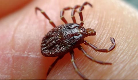 कोव्हिडनंतर ‘या’ ४ नव्या आजारांनी वाढवली चिंता; गोचिडीतून होतोय प्रसार | 4 new diseases detected