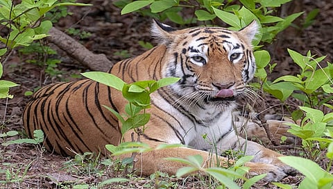 भारतात वाघांचे अस्तित्व तब्बल 25 हजार वर्षांपूर्वीचे..