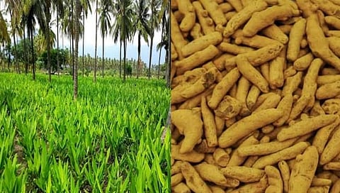 Turmeric Farming In Kokan: हळदीच्या माध्यमातून कोकणात आर्थिक क्रांती; पडीक जमिनीवर होणार लागवड