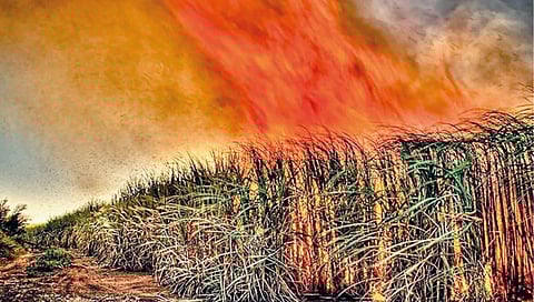 उसाचे पाचट जाळणे म्हणजे किडनीच्या आजारांना आमंत्रण; अमेरिकेतील कोलोरॅडो विद्यापीठाच्या अभ्यासातील निष्कर्ष