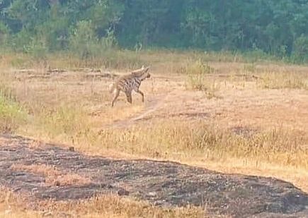 बिबटे तर होतेच ; आता तरसही आले ! शेतकरी वर्गात घबराटीचे वातावरण