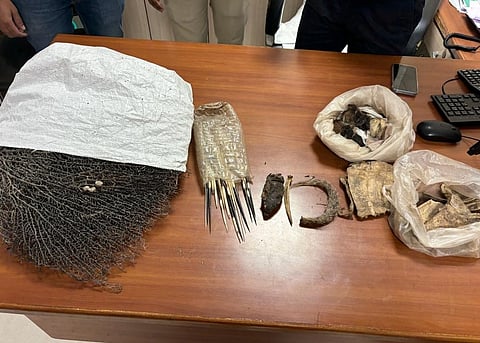 Pune leopard News : पुण्यात बिबट्यासह दुर्मीळ वन्यप्राण्यांच्या अवयवांची तस्करी