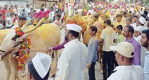 वडगावमध्ये पारंपरिकसह नव्या ढंगात बैलपोळा साजरा
